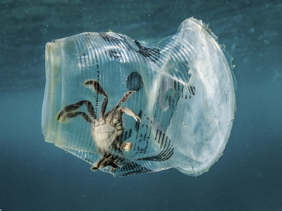 海洋塑膠污染影響有多大？