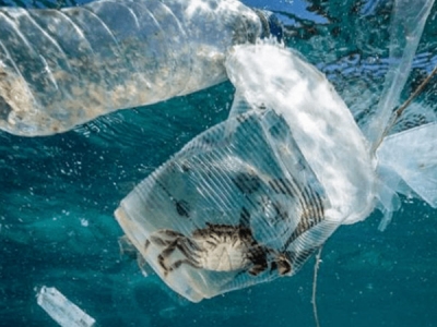 海洋塑膠污染，會對人體產(chǎn)生哪些危害？